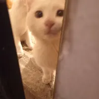 گربه ملوسه