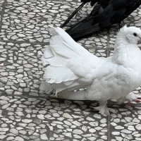 کبوتر زینتی|پرنده|بابل, |دیوار