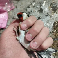 سهره نر روسی محاجر|پرنده|تبریز, |دیوار