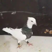 توقی|پرنده|طرقبه, |دیوار