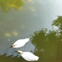 زمین کشاورزی یکتیکه و هموار ۶ حکتار