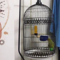 طوطی نر|پرنده|بیرجند, |دیوار