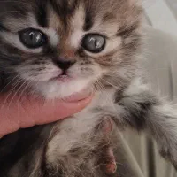 بچه گربه برتیش.اسکاتیش.فلت|گربه|میانه, |دیوار