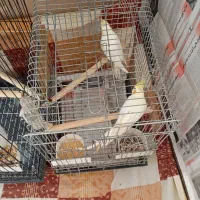 طوطی عروس|پرنده|هشتگرد, هشتگرد قدیم|دیوار