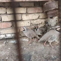 کفتر کوهی|پرنده|شیراز, کوشک میدان|دیوار