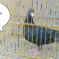 کفتر درجه یک