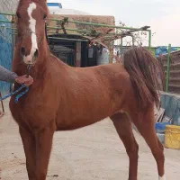 اسب کره گلپا