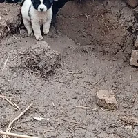 توله سگ|سگ|مزرعه کتول, |دیوار