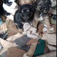 پاکوتاه دورگ 5عدد 3ماده 2نر قیمت یکجا 1500