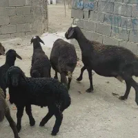 میش|حیوانات مزرعه|هشتگرد, تهران دشت|دیوار