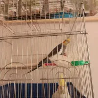 یک جفت عروس هلندی مولد کارداده|پرنده|اقبالیه, |دیوار