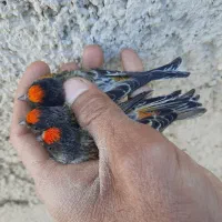 سهره گلبسر|پرنده|شیراز, مسلم|دیوار