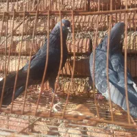 یه جفت جوجه نر و ماده سیاه