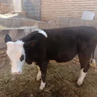 جوانه سیمینتال سه ماه