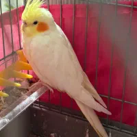 عروس هلندی نر