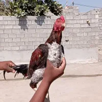 خروس|حیوانات مزرعه|میناب, |دیوار