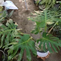 گل برگ انجیری دلیسیوسا دو بوته ارسال رایگان + هدیه