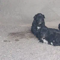 واگذار‌ی‌توله‌قهدریجانی