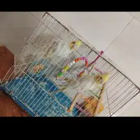 پرنده