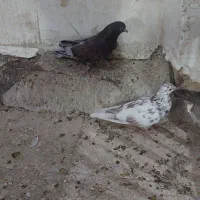 نرماده سرور پرشی