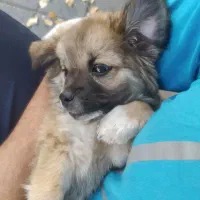 با سلام یک عدد توله سگ اشپیتز آلمانی|سگ|تبریز, |دیوار