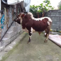 کل چالوسی ناف دار،سه ساله|حیوانات مزرعه|اطاقور, |دیوار