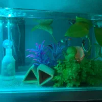 اکواریوم با ماهی و گیاه و چوب ابنوس کامل|ماهی|شیراز, پانصد دستگاه ارتش|دیوار