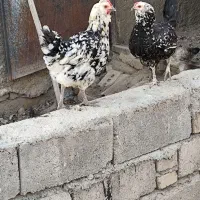 مرغ خروس گلین