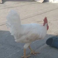 خروس سفید خوشگل