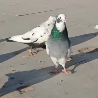 طوق سبز نر|پرنده|شیراز, حومه شیراز|دیوار
