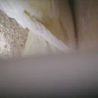 عروس هلندی|پرنده|چناران, |دیوار