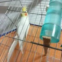 عروس هلندی نر