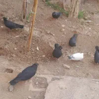 یک دست