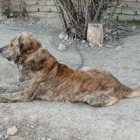 ۳ عدد سگ سرابی