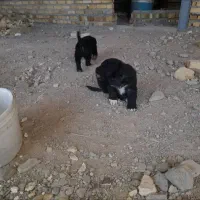 سگ نژاد دار|سگ|بروجرد, |دیوار