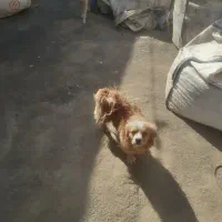 واگذاری سه غلاده سگ پاپی|سگ|نجف‌آباد, صالح آباد|دیوار