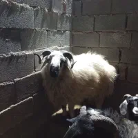 قوچ بلوچی و شال فقط تاشنبه