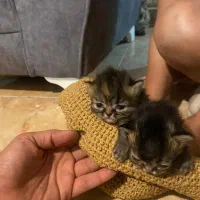 گربه دو ماهه