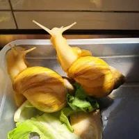 فروش حلزون   برای جوانسازی پوست صورت