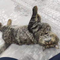 بریتیش لانگ هیر ( جفت گیری)