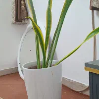 گیاه سانسوریا ابلق