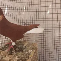 دوتا دمسفید درسوسنگرد.