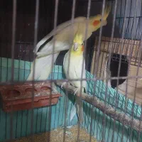 جفت عروس هلندی بالغ