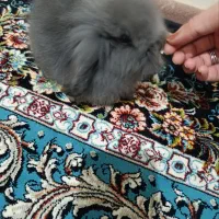خرگوش لوپ هلندی