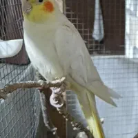 ماده لتینو ب شرط تخم خودم جوجه گرفتم