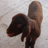 بره نر فروشی فوری