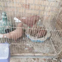 نرو ماده دم سفید|پرنده|بهبهان, |دیوار