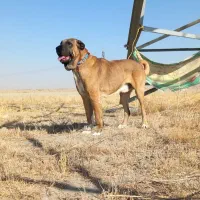 توله سگ سرابی