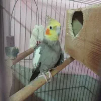 جفت عروس هلندی