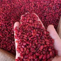 گیاهان دارویی